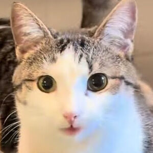 Meet your Posher, Lidian